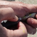 field_work_2_Tagging a goldsinny wrasse (Ctenolabrus rupestris) with subcutaneous visible implant elastomer tags