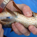 field_work_6_Tagging a ballan wrasse (Labrus bergylta) with subcutaneous visible implant elastomer tags