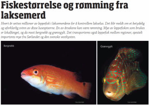 Norsk Fiskeoppdrett_Cleanerfish special_Summer 2013