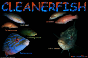 Cleanerfish